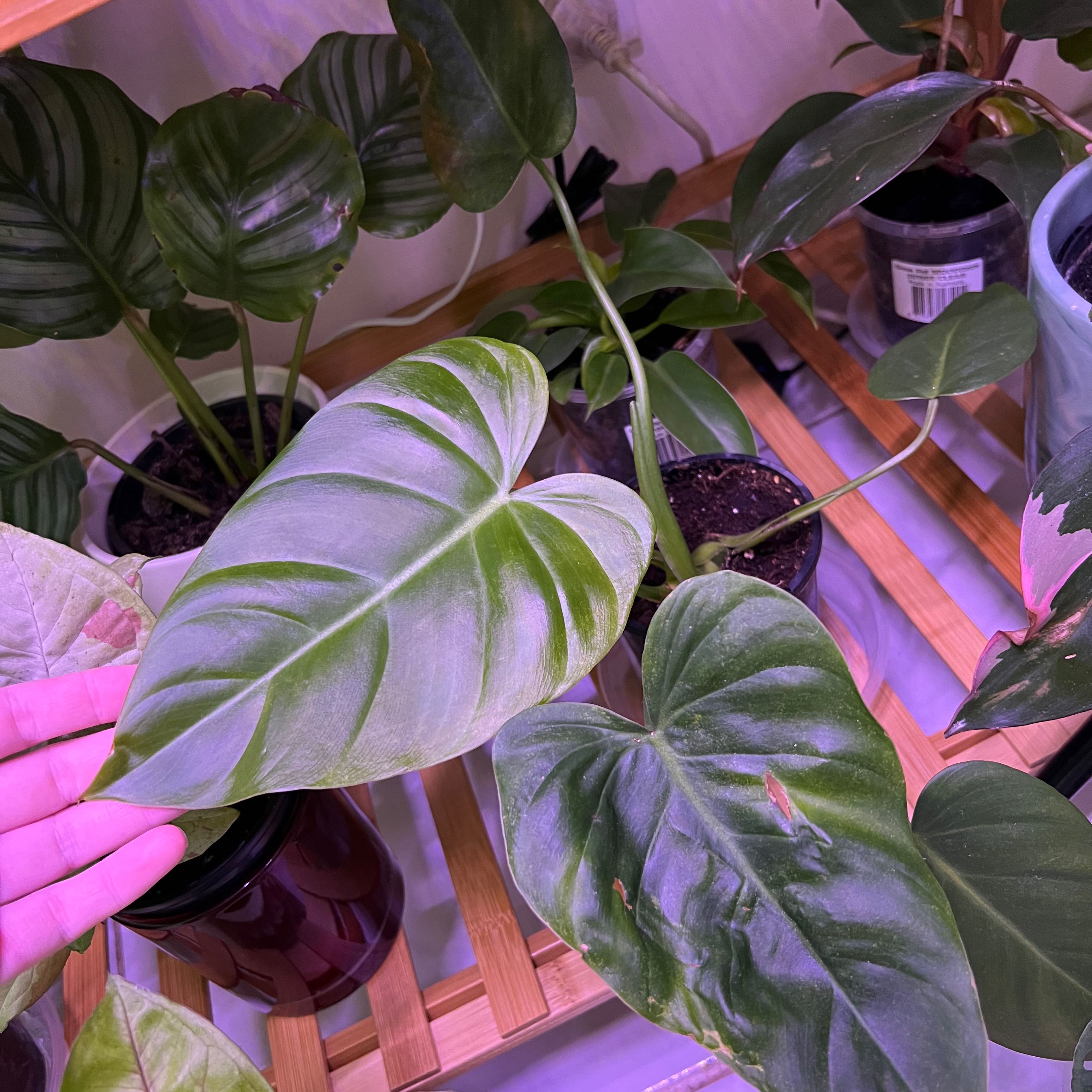 Philodendron Pastazanum plant with large, heart-shaped leaves. Hand holding one leaf.