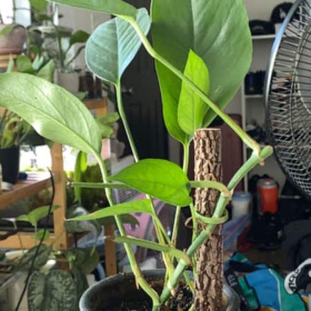 Photo of the plant species Skeleton Key Pothos by Fabalfalfa named Skele on Greg, the plant care app