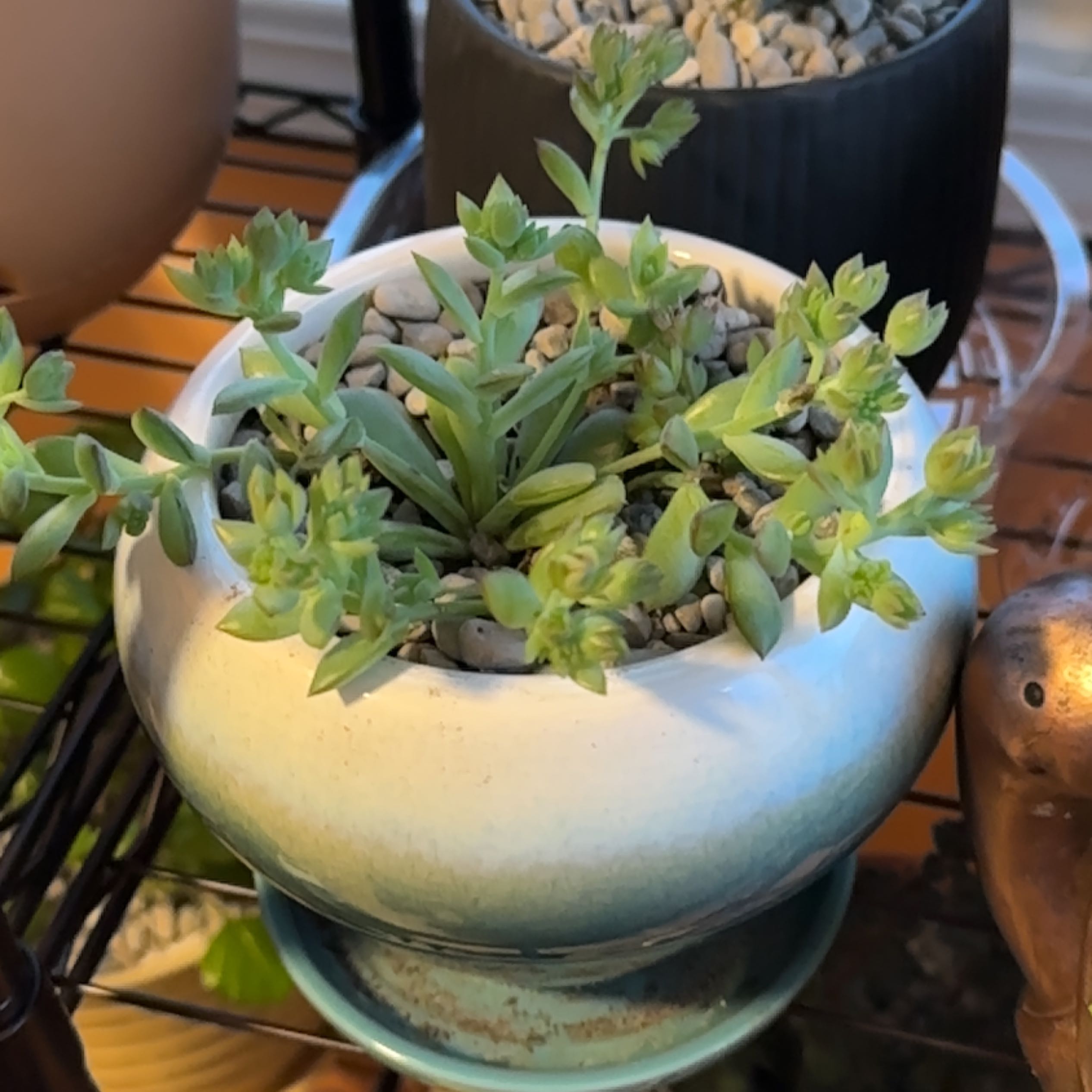 Photo of the plant species Graptopetalum macdougallii by @MindfulPinoak named Orlando Bloom on Greg, the plant care app