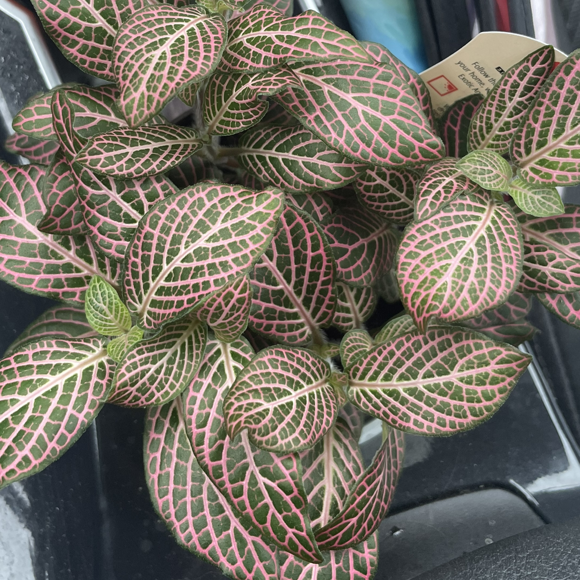 Pink Angel Nerve Plant with vibrant pink and green veined leaves.