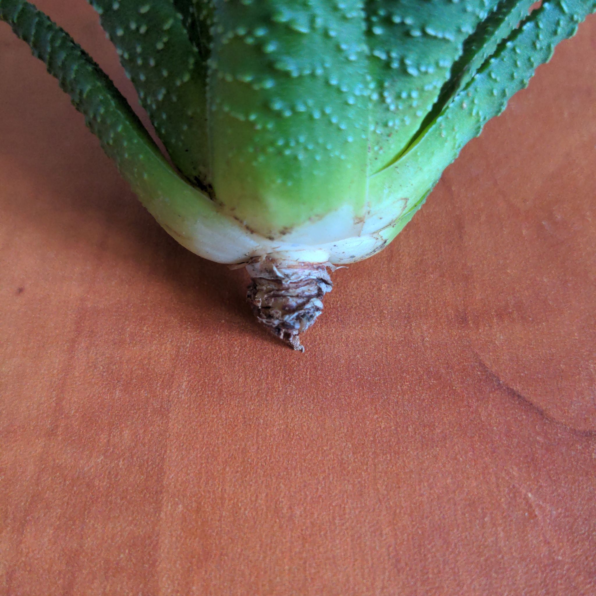 Sproutacus