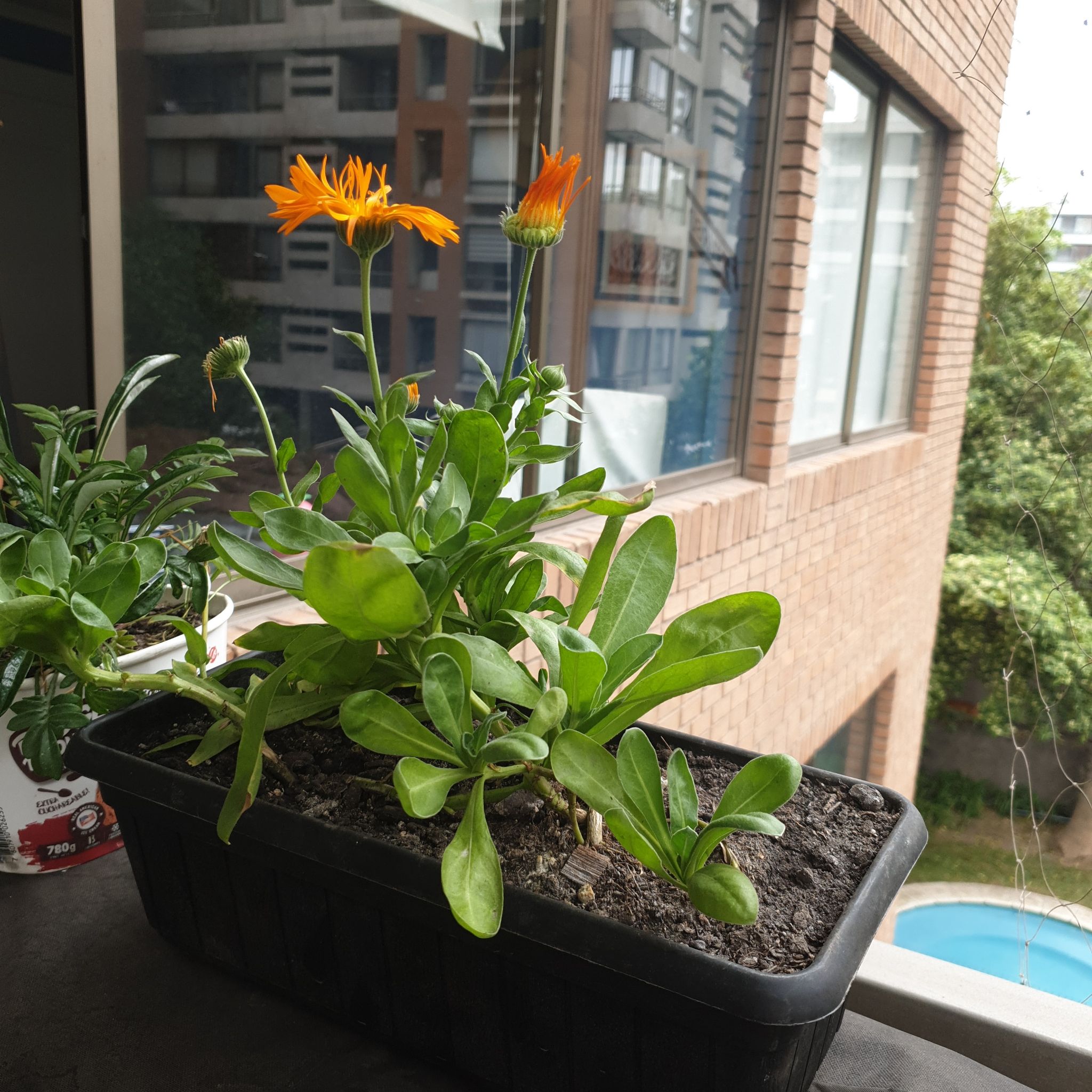 Photo of the plant species Calendula 'Oktoberfest' by @AcclaimedPilea named Flori on Greg, the plant care app