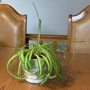 Spider Plant plant photo by @Lexis.e named Lilo on Greg, the plant care app.