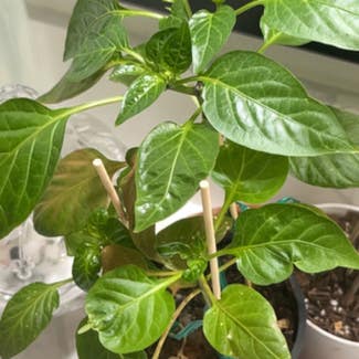 Pepper Plant plant in Los Angeles, California