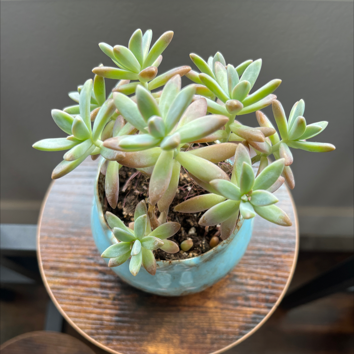 Graptosedum 'Darley Sunshine' succulent in a small pot on a wooden surface.