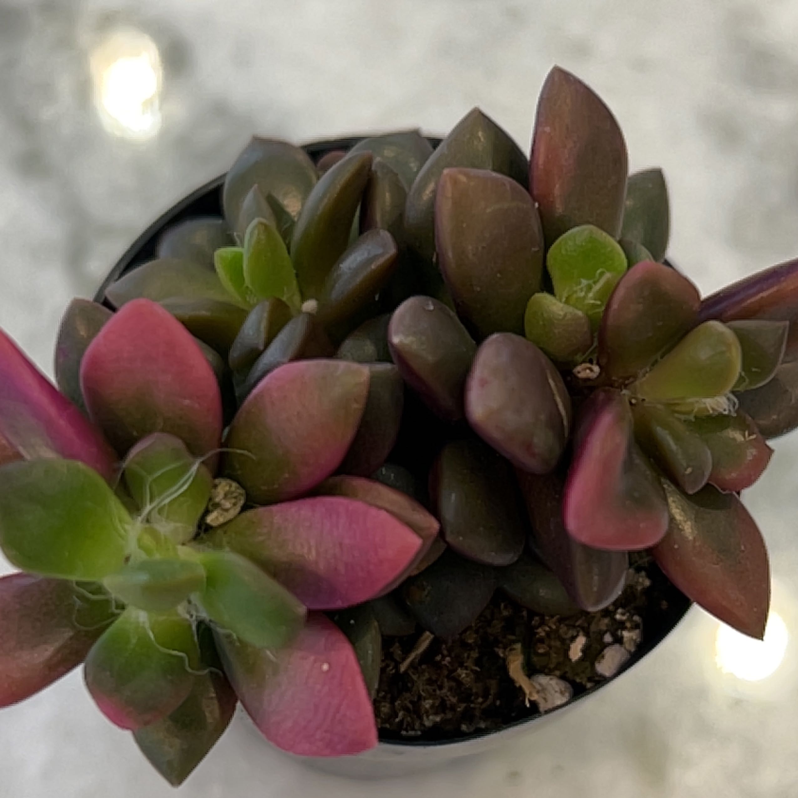 Anacampseros telephiastrum 'Variegata' succulent with green and pink leaves in a pot.