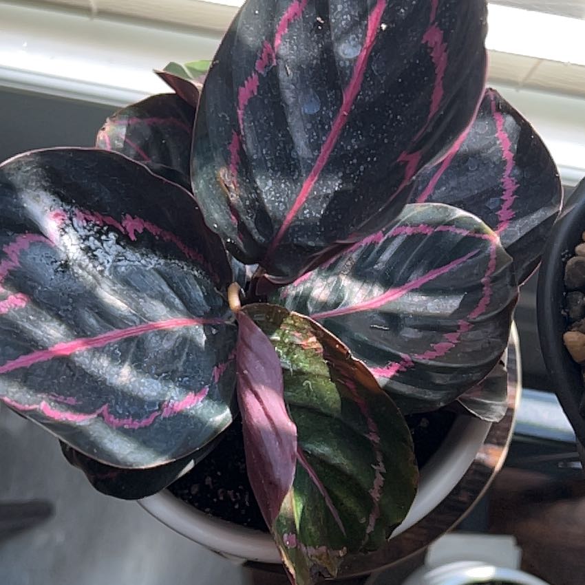 Prayer Plant Dottie with dark green leaves and pink veins in a pot with visible soil.