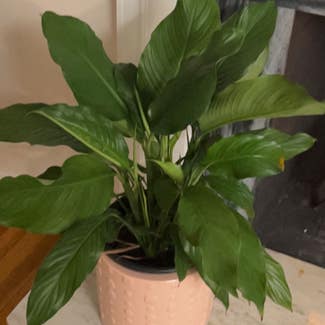 Peace Lily plant in Newport News, Virginia