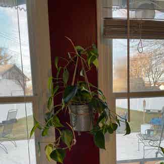 Philodendron Brasil plant in Levittown, Pennsylvania