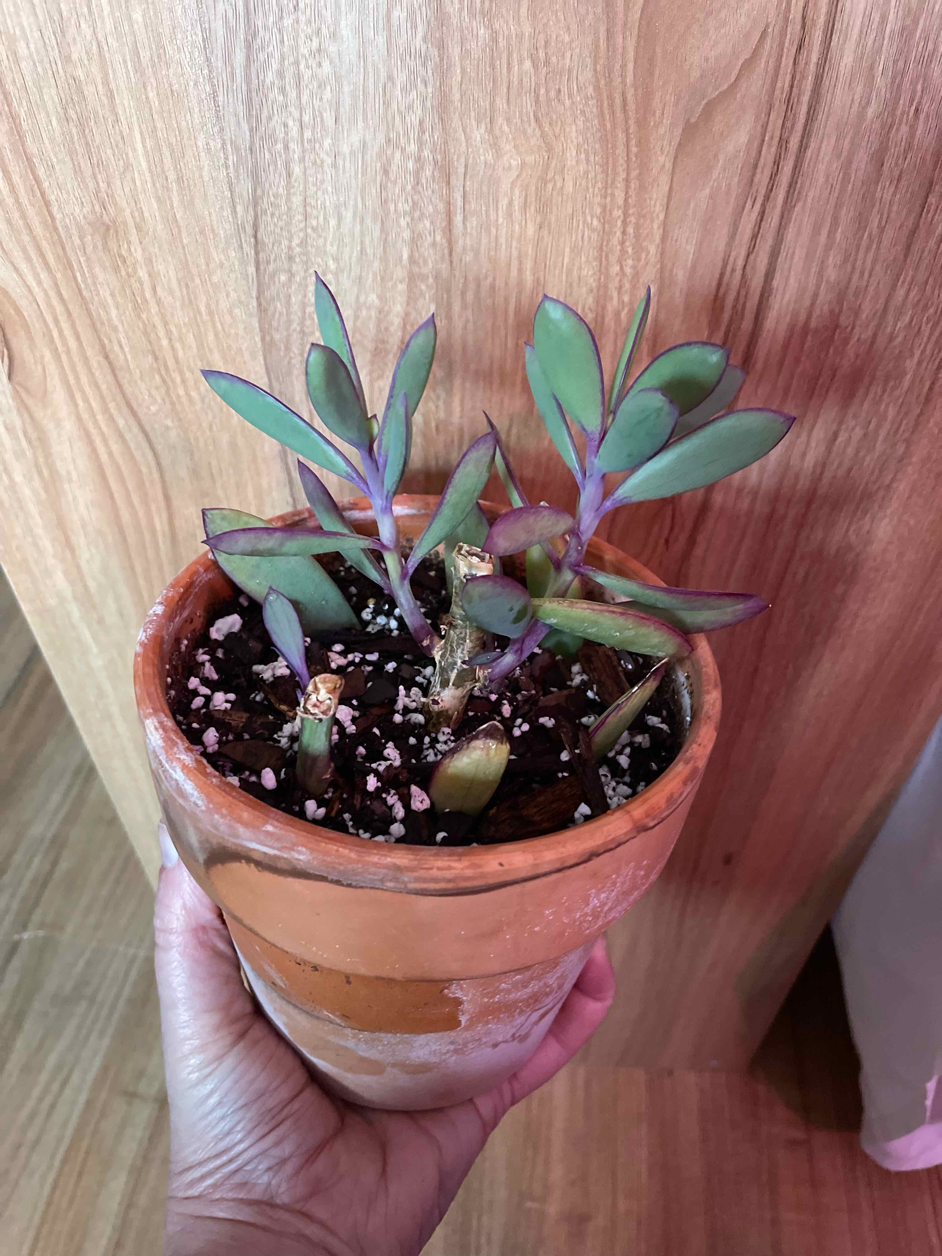 Potted Vertical Leaf Senecio plant held by a hand, with visible soil and healthy leaves.