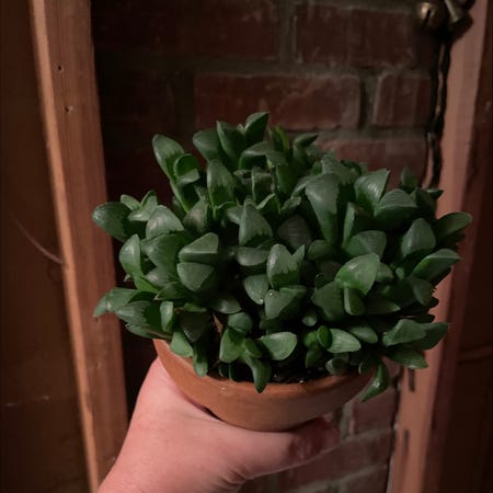 Photo of the plant species Haworthia pygmaea by @PlantzRLife55 named Piggy B2 on Greg, the plant care app