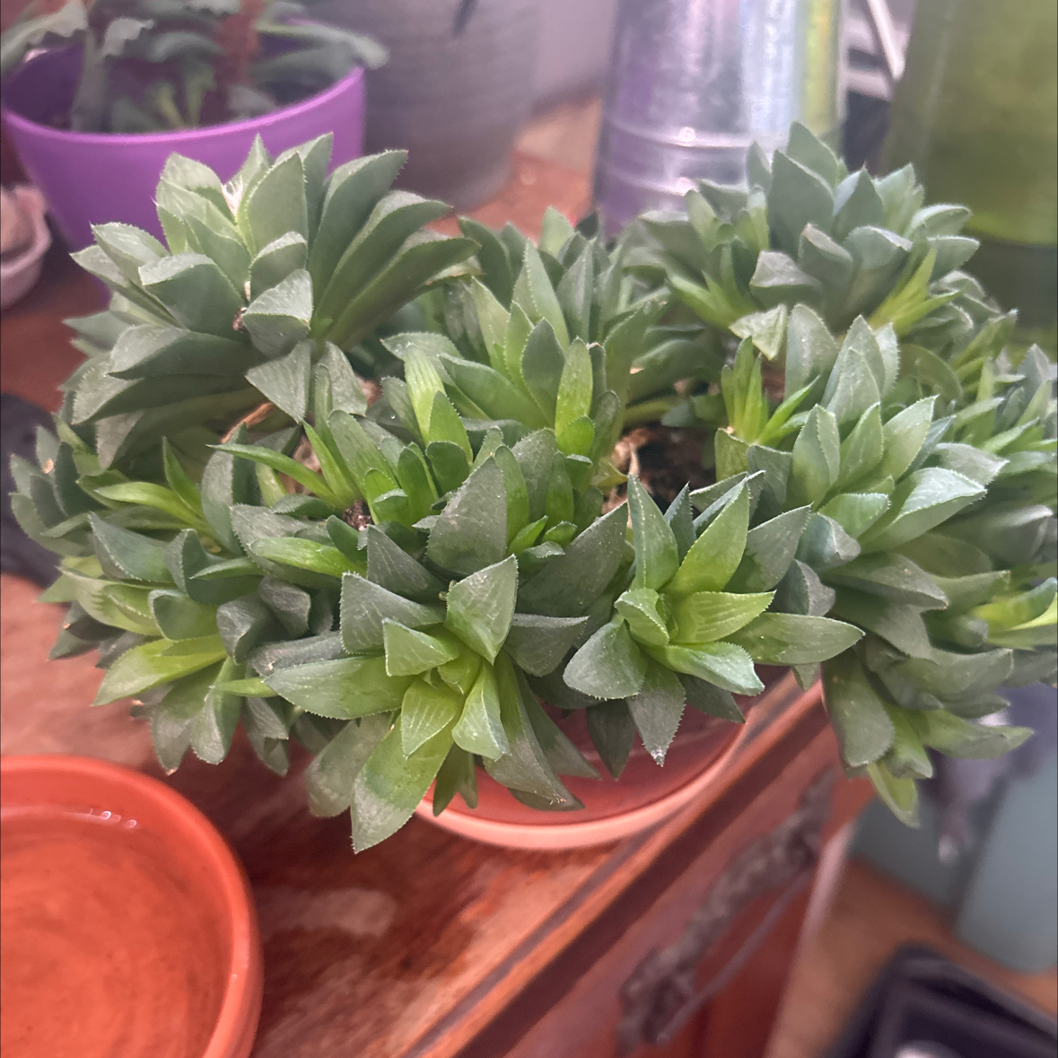 Photo of the plant species Haworthia pygmaea by @PlantzRLife55 named Piggy B2 on Greg, the plant care app