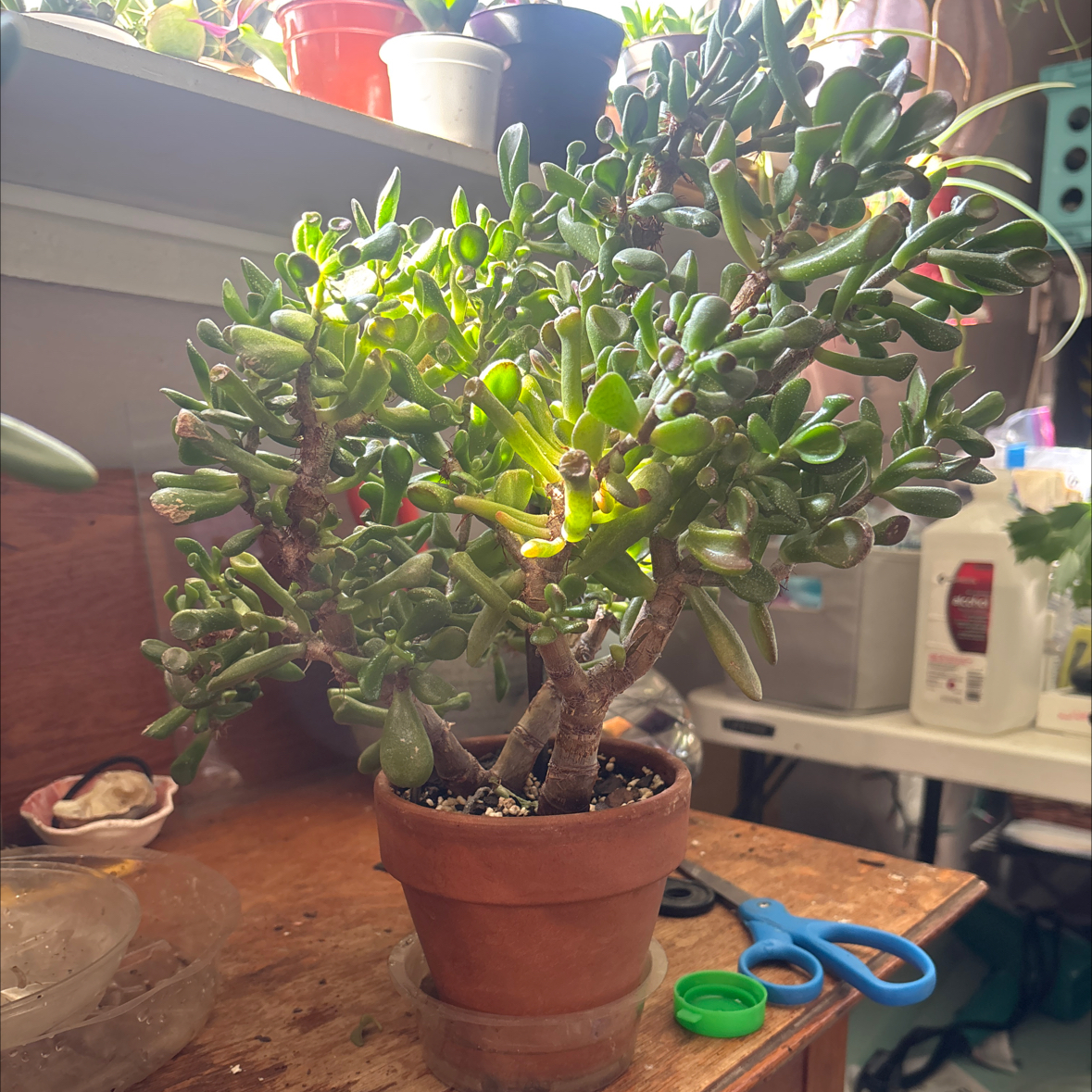 Photo of the plant species Crassula Ovata Ladyfingers by @PlantzRLife55 named Jade Ogre’s Ears South on Greg, the plant care app