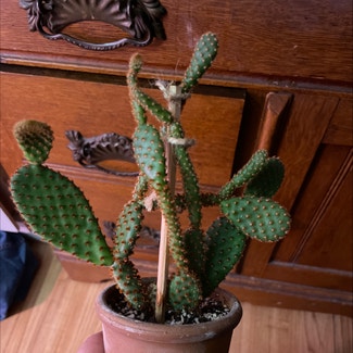 Bunny Ears Cactus plant in Levittown, Pennsylvania
