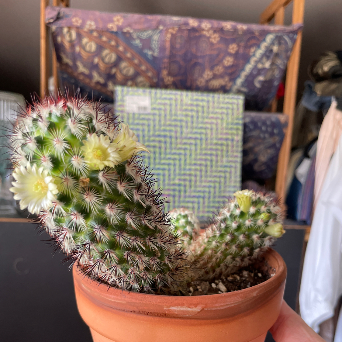 Comb Hedgehog Cactus in a terracotta pot with yellow flowers, held by a hand.