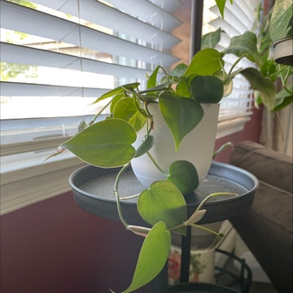 Heartleaf Philodendron plant in Levittown, Pennsylvania