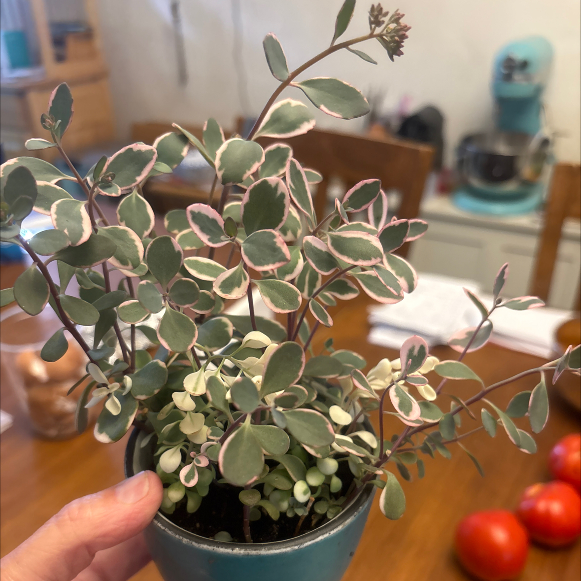 Photo of the plant species Dream Dazzler Stonecrop by @PlantzRLife55 named Dream dazzler laundry on Greg, the plant care app