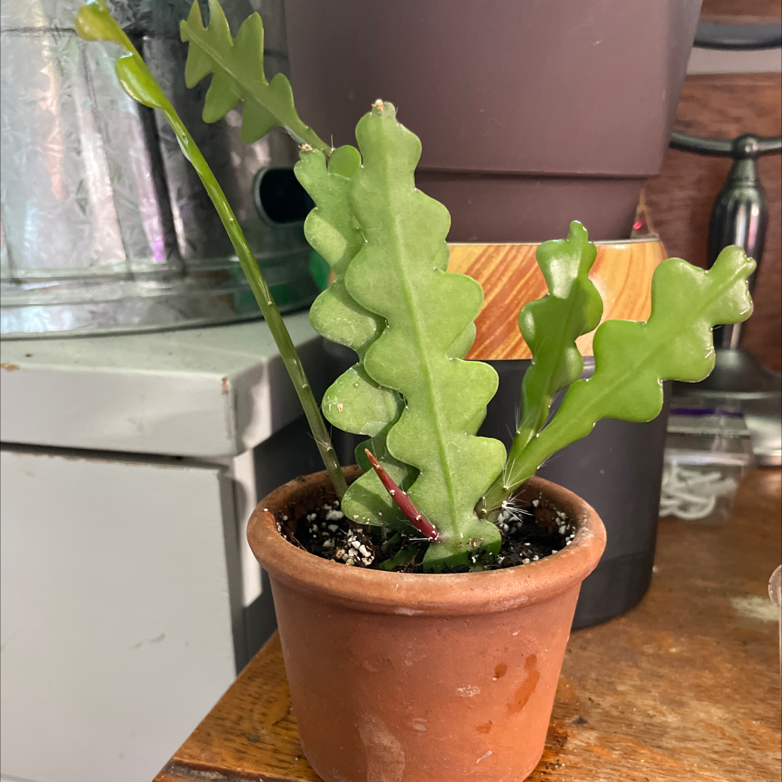 Fishbone Cactus in a terracotta pot with green, zigzag-shaped leaves.