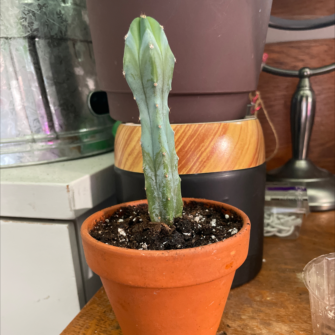Blue Myrtle Cactus in a terracotta pot with visible soil, well-framed and in focus.