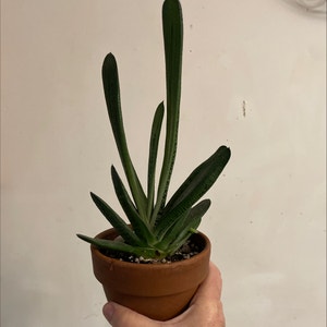 Ox Tongue plant photo by Plantzrlife55 named Gasteria Vest on Greg, the plant care app.
