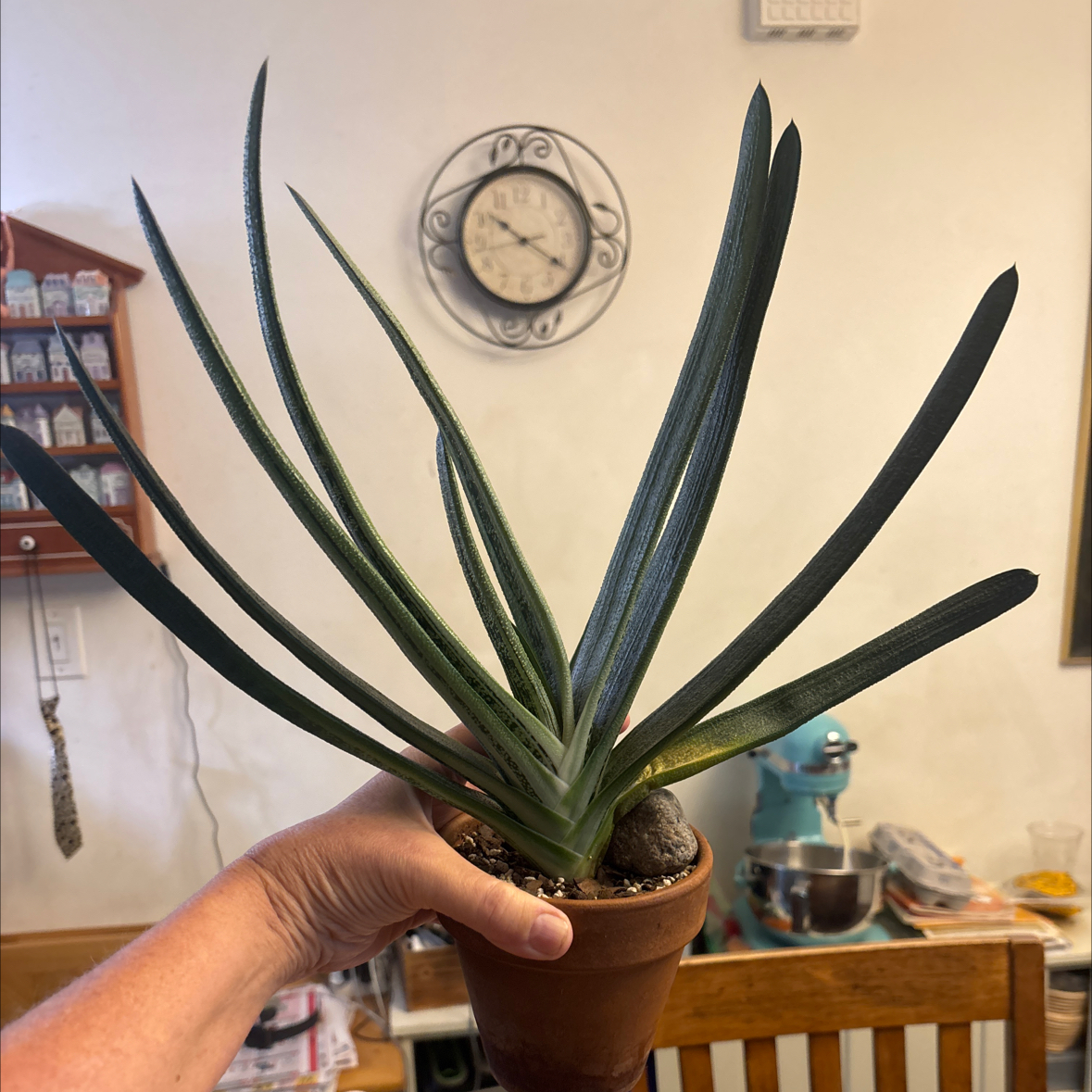 Ox Tongue plant photo by @PlantzRLife55 named Gasteria Vest on Greg, the plant care app.