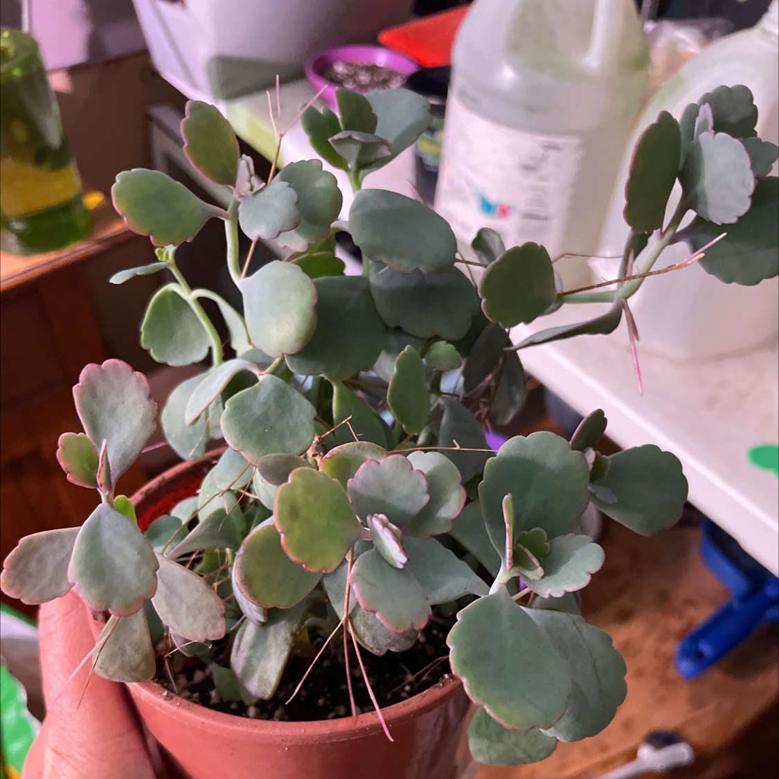 Photo of the plant species Lavender Scallops by @PlantzRLife55 named Lavender Scallops South on Greg, the plant care app