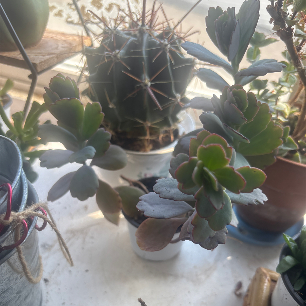 Photo of the plant species Kalanchoe Aurora Borealis by @PlantzRLife55 named Lavender Scallops South on Greg, the plant care app
