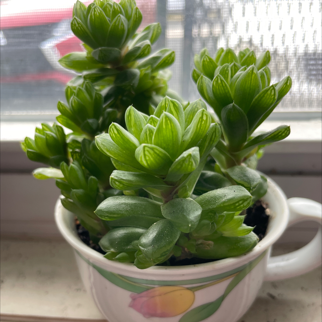 Photo of the plant species Cathedral Window Haworthia by @PlantzRLife55 named Cathedral window Living on Greg, the plant care app