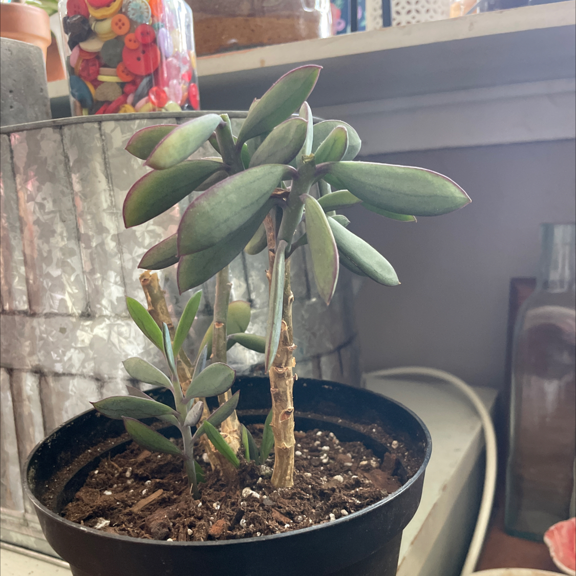 Photo of the plant species Vertical Leaf Senecio by @PlantzRLife55 named Lavender Steps Lg Em South on Greg, the plant care app