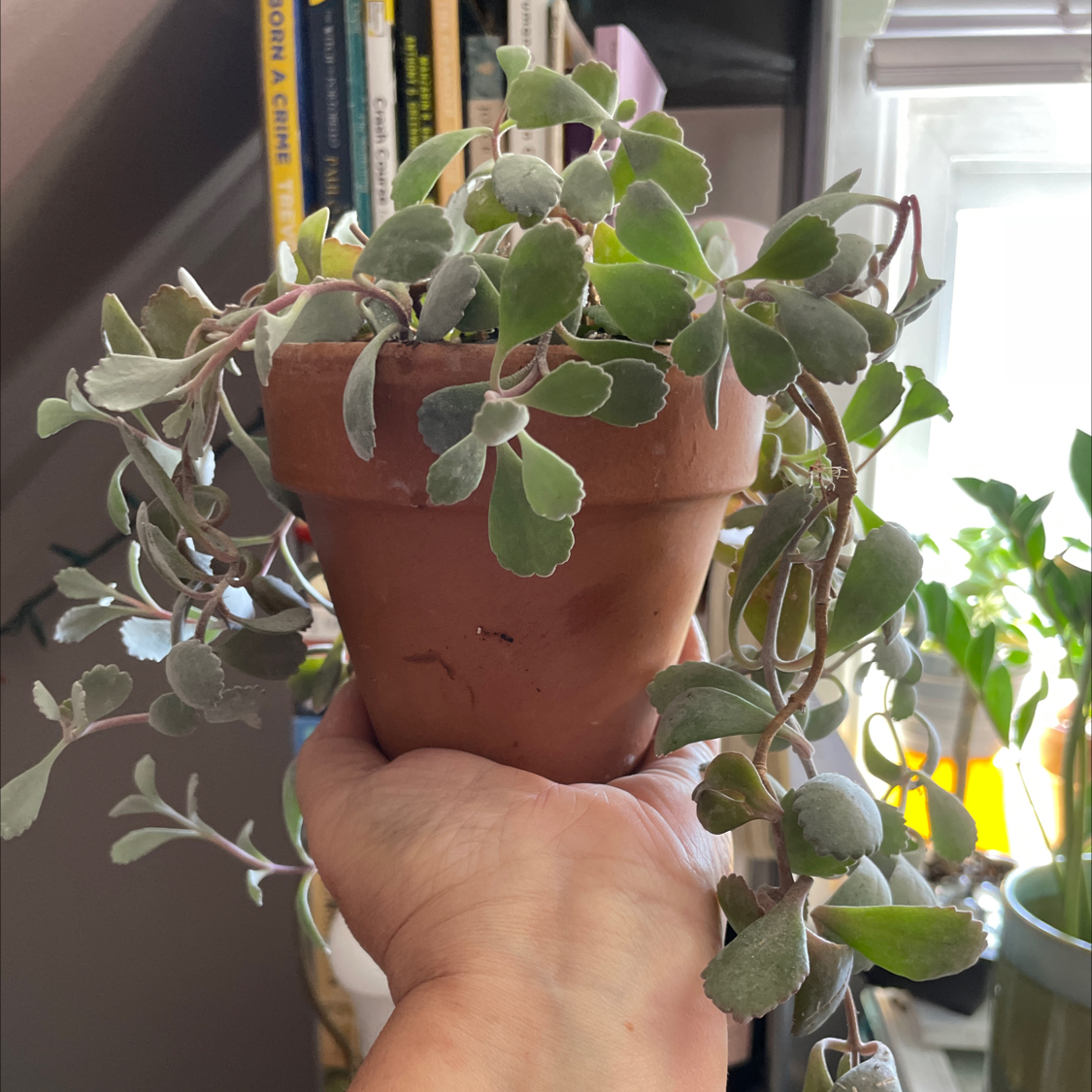 Photo of the plant species Frosty Pink Kalanchoe by @PlantzRLife55 named Silver Gray Em South on Greg, the plant care app
