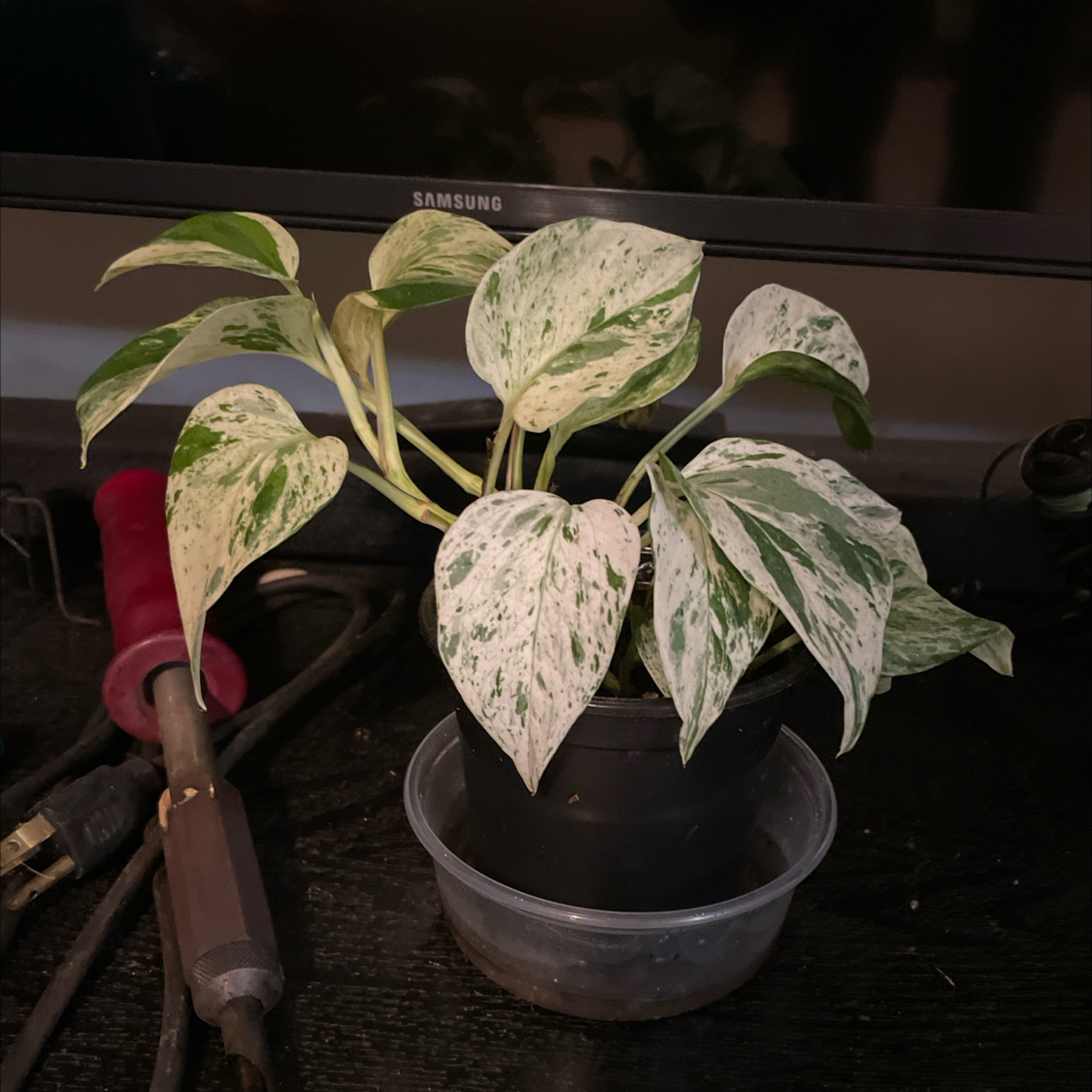 Manjula Pothos plant in a black pot with variegated white and green leaves.