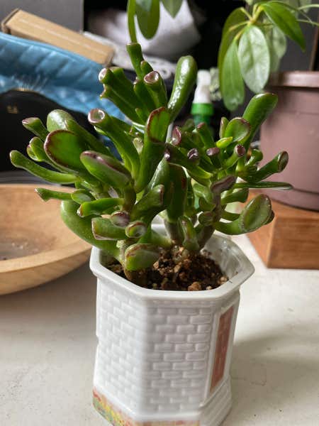 Photo of the plant species Crassula Ovata Ladyfingers by @PlantzRLife55 named Ogre’s Ears South on Greg, the plant care app
