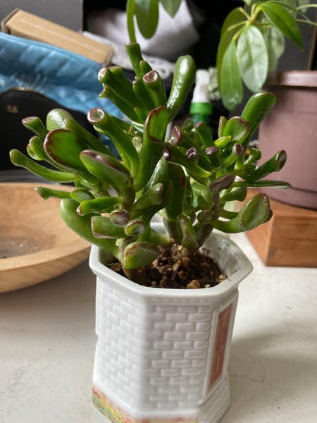 Photo of the plant species Crassula Ovata Ladyfingers by Plantzrlife55 named Ogre’s Ears South on Greg, the plant care app