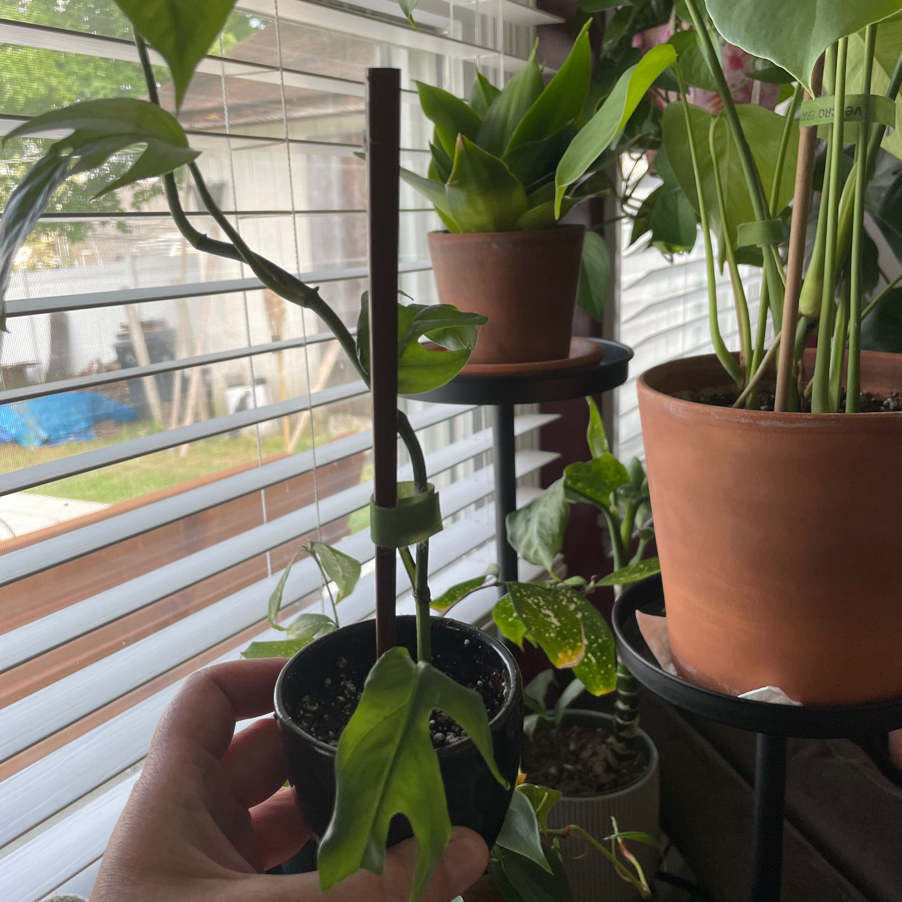 Baltic Blue Pothos plant in a small pot, supported by a stake, held by a hand.