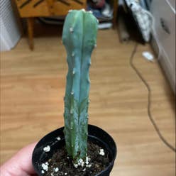 Blue Myrtle Cactus plant