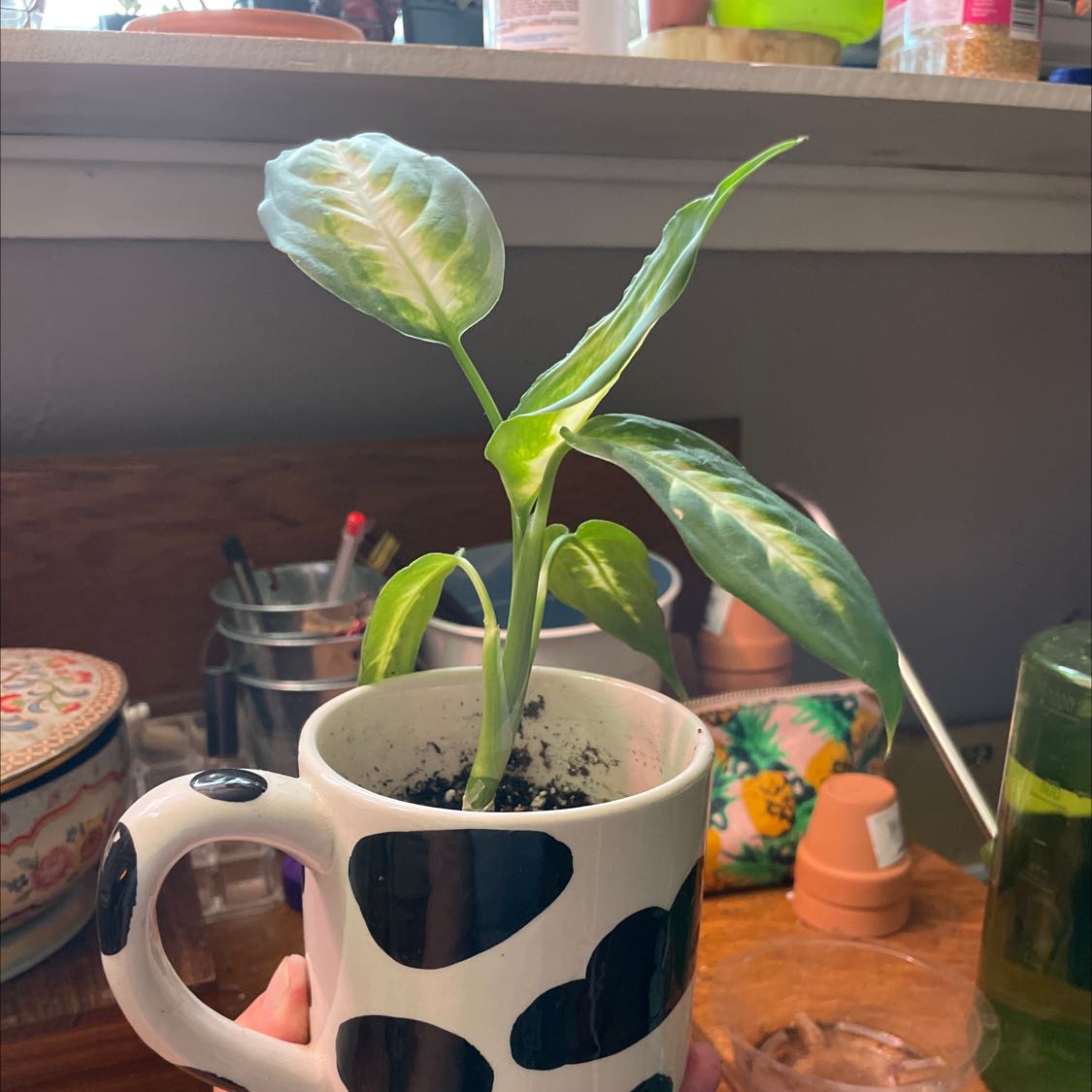 Dieffenbachia 'Camille' plant in a mug used as a pot, with visible soil and slight leaf discoloration.