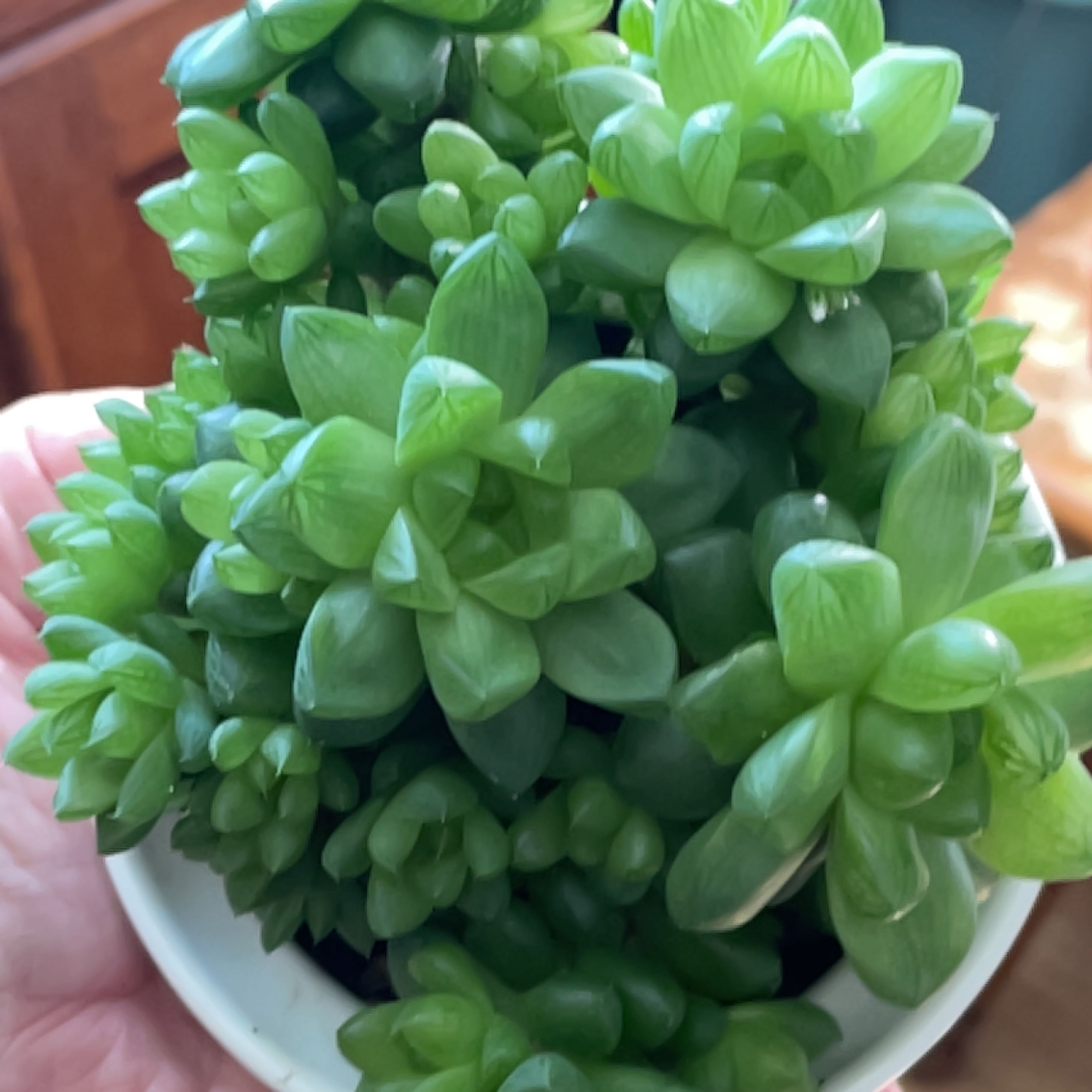 Healthy Cathedral Window Haworthia succulent in a small pot, held by a hand.