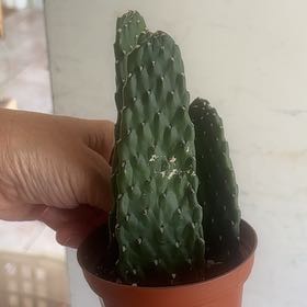 Photo of the plant species fig opuntia by @PlantzRLife55 named Cactus cowboy laundry on Greg, the plant care app