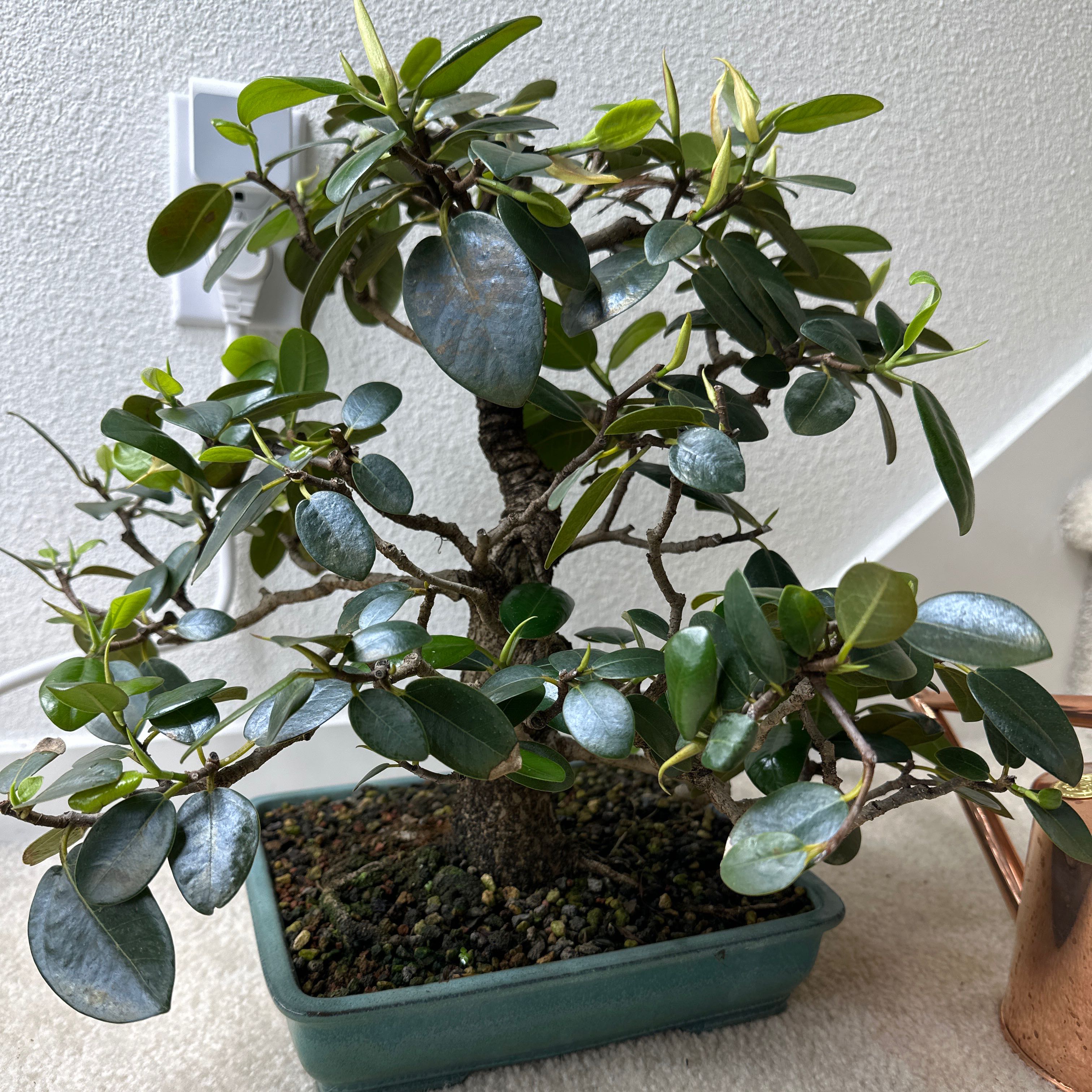 Photo of the plant species Port Jackson Fig by @sealegs named Portia on Greg, the plant care app