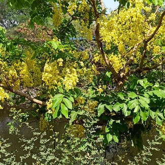 Golden Shower Tree plant in Navi Mumbai, Maharashtra
