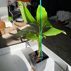 Japanese Banana plant