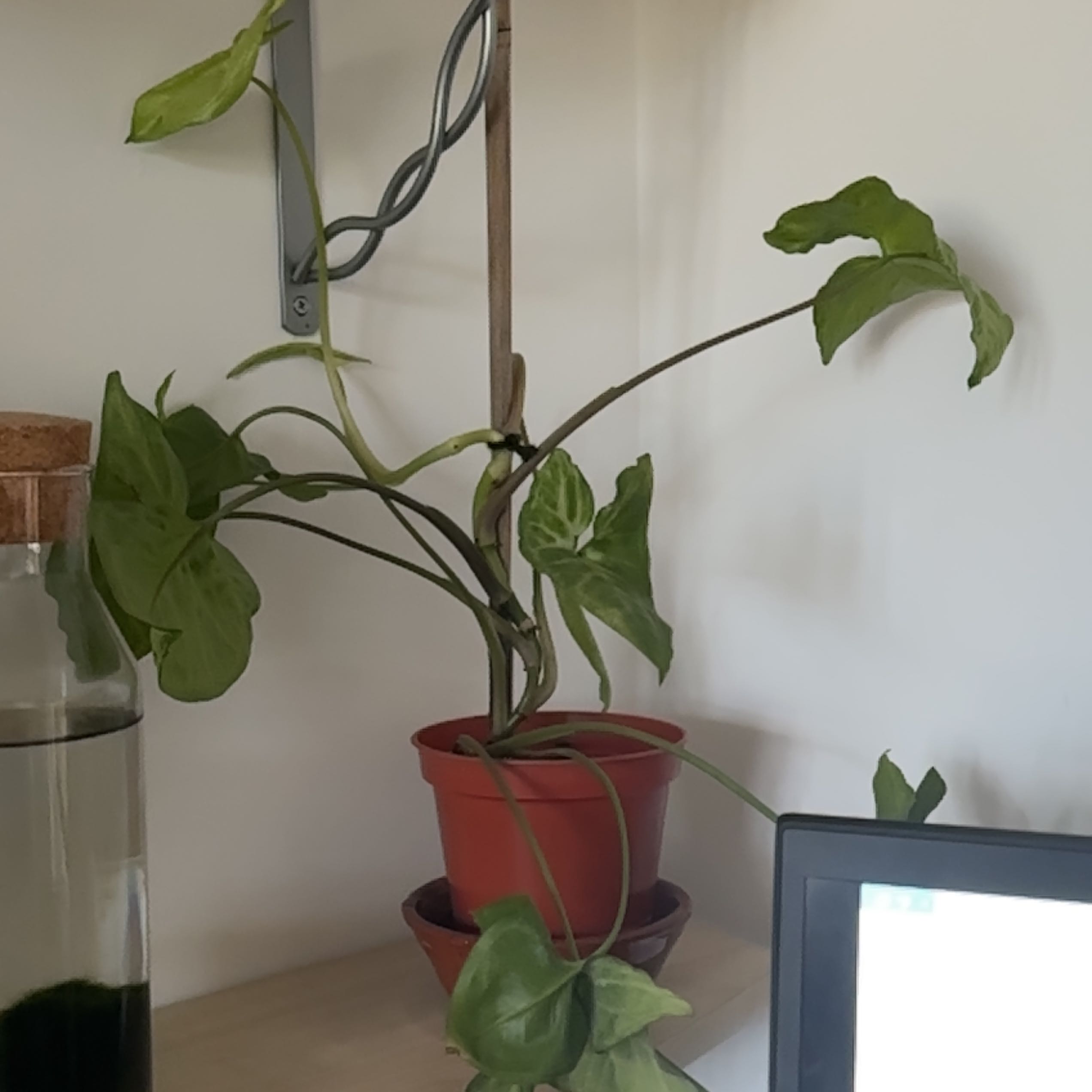Photo of the plant species Arrowhead Plant by @FestivePecan named ChloroPhil on Greg, the plant care app