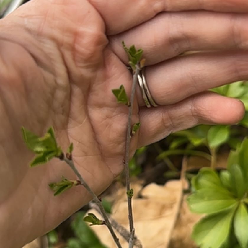 Photo of the plant species European Dwarf Cherry by @Lilyhunter named Harmony on Greg, the plant care app