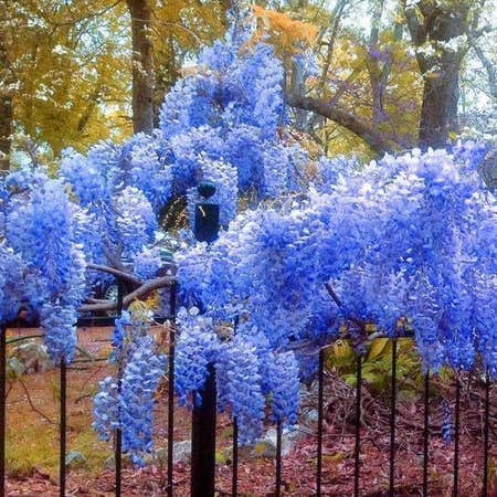 Photo of the plant species Blue Moon Wisteria by @Lilyhunter named Orwell on Greg, the plant care app