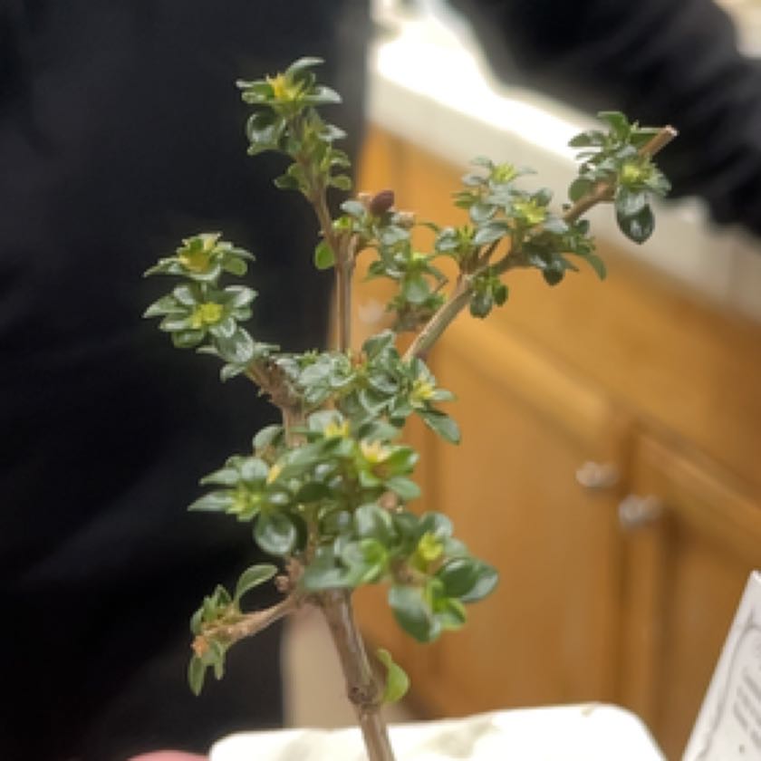 Photo of the plant species Aposeris by @HomelyEspostoa named Maya on Greg, the plant care app