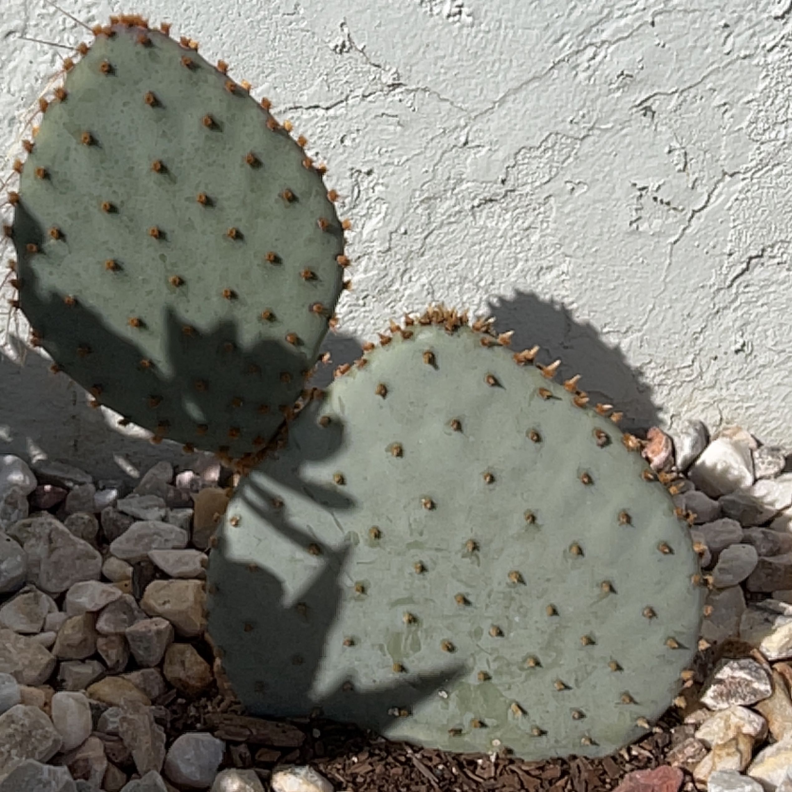 Black-Spined Prickly Pear cactus with two pads, surrounded by rocks and soil.