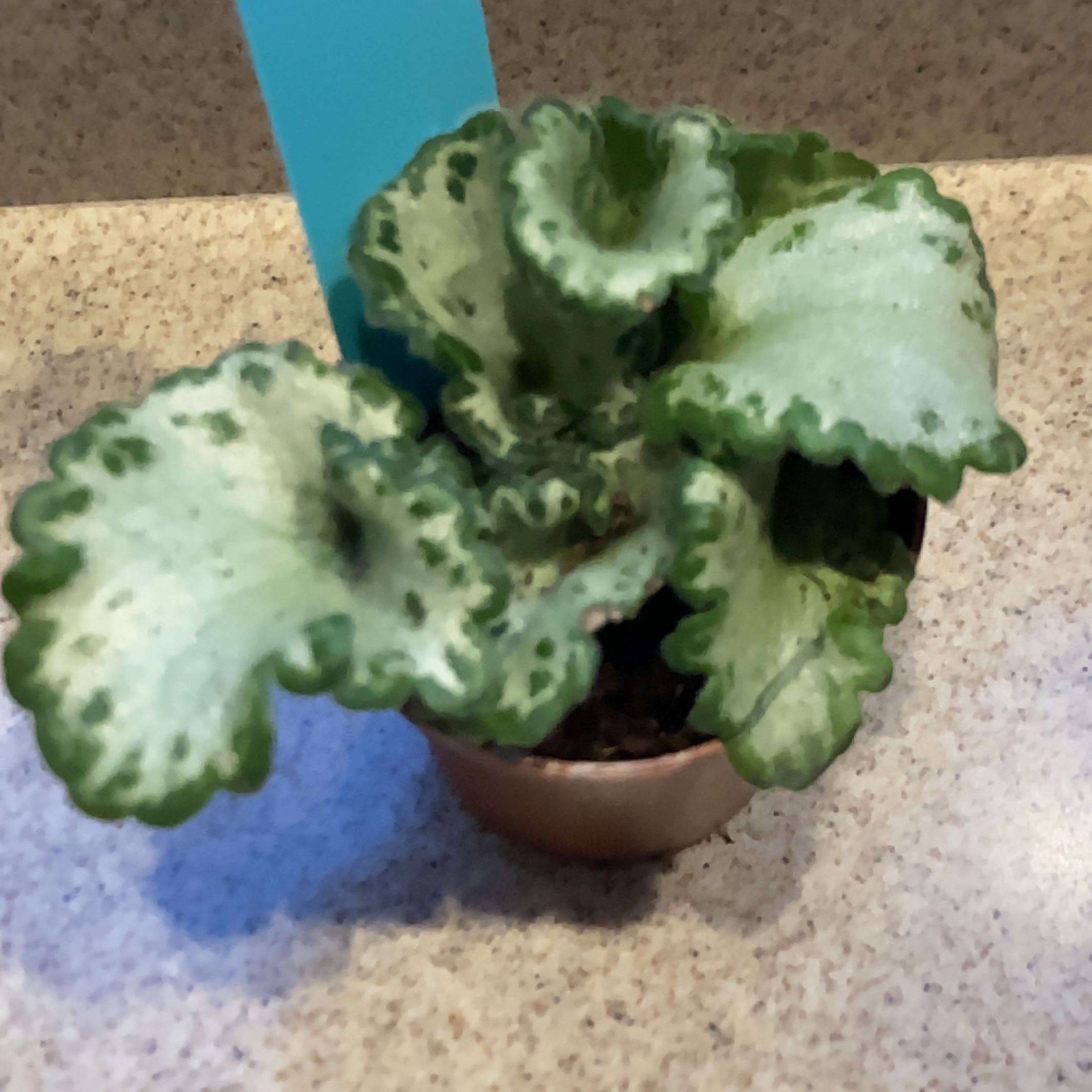 Photo of the plant species Loki Asian Violet by @ZestPlanera named Huckleberry Fern on Greg, the plant care app