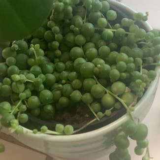 String of Pearls plant in Brentwood, California
