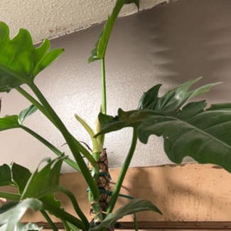 Tiger Tooth Philodendron plant in Jacksonville, Arkansas
