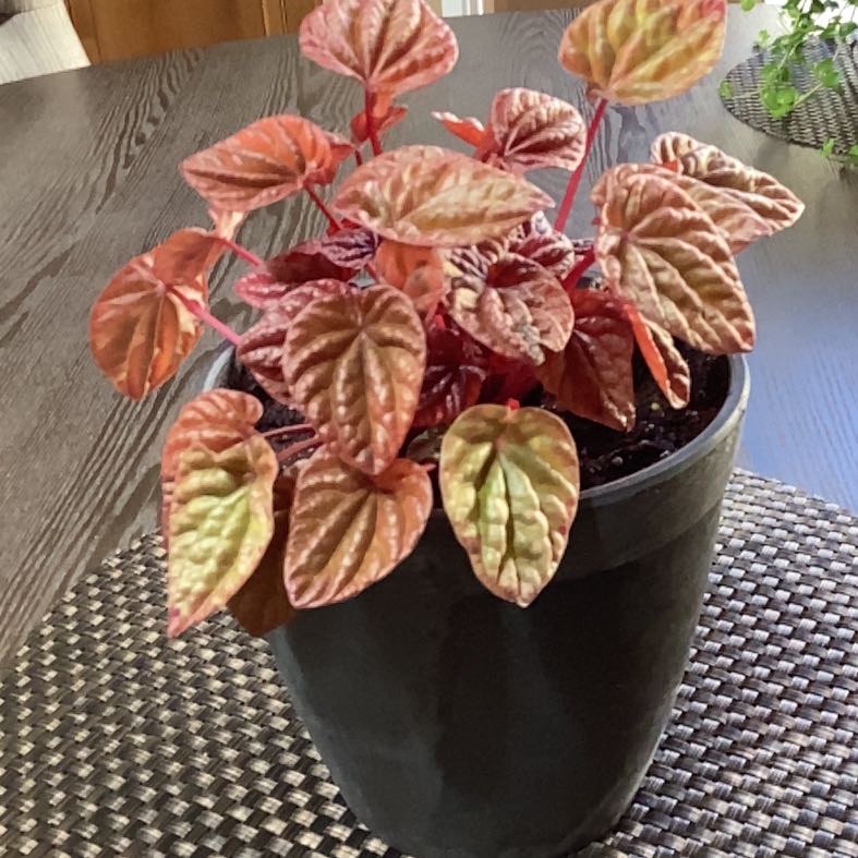Photo of the plant species Quito by @PlayfulFernmoss named Quito on Greg, the plant care app